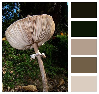 Autumn Light Nature Mushroom Image